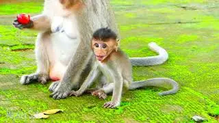 Monkey pigtail Hug and Kidnapping Baby MO MO Run to away when mother leave