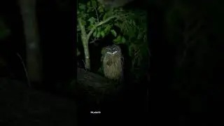 Night Photography black Owl on tree Amazing video shot #shorts#videoshot#photography#mk_editz016