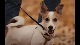 The 7 Best Fall Activities with Your Dog