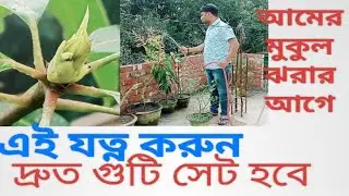 মুকুল দেখার সঙ্গে সঙ্গে/এ যত্ন করুন/দ্রুত গুটি সেট হবে# mango plant care after flowering #
