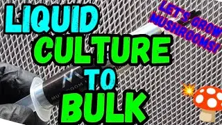 🍄Жидкая культура для наращивания объёма!🧪Давайте выращивать грибы!💥#ГрибнойФермер #Грибы #Микология