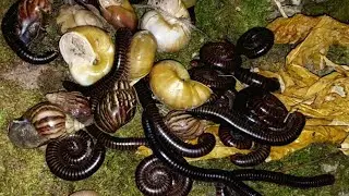 Catching snails and millipedes at night#snails#milipedes #