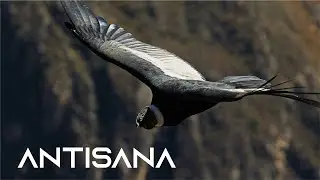 Reserva Ecologica Antisana