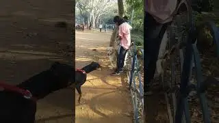 Golden Retriever protects his owner 🐶