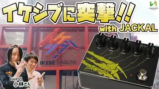 新作ハイゲインペダル JACKALを持って、イケシブ アンプステーションに突撃してみました【Limetone Audio】