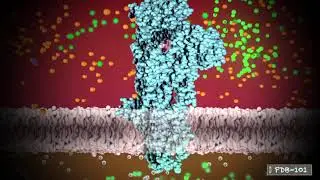 Calcium Pump (from PDB-101)