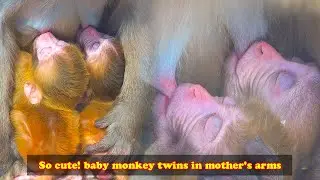The twin baby monkeys are so beautiful, the mother monkey treats her children fairly