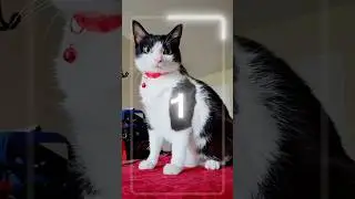 Halloween Cat 2023#cutecatcompilation #halloween2023