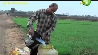فراشة درنات البطاطس الاسباب و الاعراض و طرق المكافحة بالتفصيل