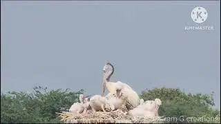 EASTERN WHITE PELICAN