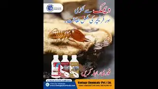 Termite Control Services by Vantage | Protect Your Wood & Home | Long-Term Solution