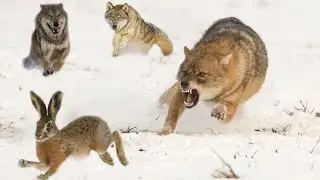 How A Wolf Pack Hunts? A Hunting Strategy Unveiled!