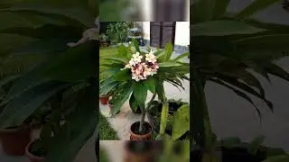 Plumeria vs Acqua