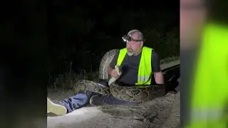 FWC trapper catches 17 foot Burmese python in Florida Everglades
