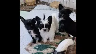 SedgysMiniMe BieChi pups : Chewy Sticks : Berry wants all of them, Dezzie would be happy with one.