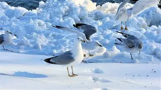 Water birds winter portrait | seagulls and ducks fly