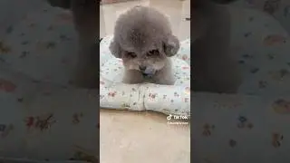 #cambodia #cat #funnydog #dog #pets #husky #funnypet #funny #huskydoglovers #funnyanimal