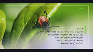 How to Treat Stings & Bites This Summer