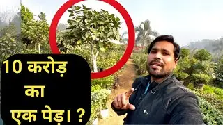 Saini Plant Nursery, Delhi, Nangloi. Saini Nursery Najafgarh.