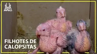 Development of Cockatiel Chicks