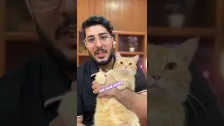 Where do Our Pets Go After Death? Islamic Perspective #cat #kitten #shorts