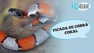 PICADA DE COBRA CORAL: O QUE ACONTECE? O QUE FAZER?