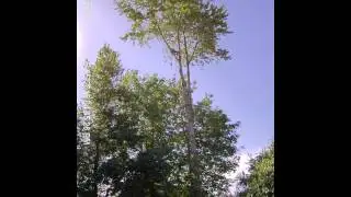 Cotten Wood Tree Removal