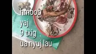 Cov hmoob yaj 9 txig ua nyuj lau nyuj dab