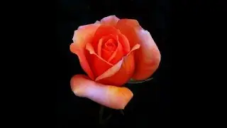 TAURUS LOVE Mid Feb 