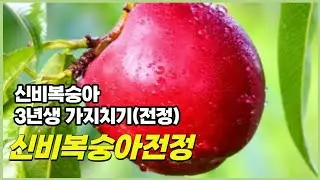 신비복숭아 가지치기 방법. 3년생 신비복숭아 전정 방법입니다. #도시농업 #농업자격증 #farming #치유농업 #치유농업 