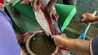 How to Extract Fish Roe by Squeezing the Belly