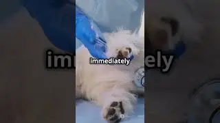 Pet Emergency? Stay Calm and Act Fast!  #pets #dog #cat #catlover #doglover #petemergency