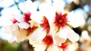 Sagra, Messaggio D'Amore - Pippo Calandrino
