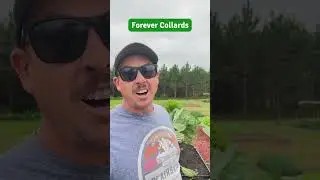 Growing &ldquo;Forever&rdquo; Greens! 🥬
