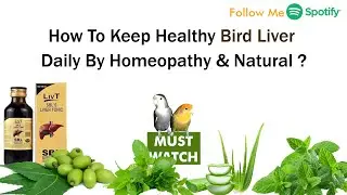 How To Keep Healthy Bird जिगर Daily By Homeopathy & Natural By @santanubirdscare