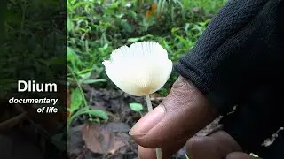 Хрупкая щеголеватая особь (Leucocoprinus fragilissimus)