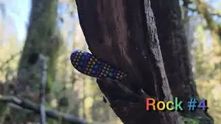 Lime Kiln Trail, Rocks Among the Trees 🧚&zwj;♀️🌈