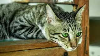 16 Katzen m&uuml;sste man an 1 verf&uuml;ttern jedes Jahr