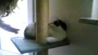 Aggro cat