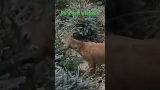 Rehbock verfegt / markiert das Revier 🦌 #Rehbock #Rehwild #Jagd