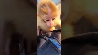 #shorts monkey eating hot sauce monkey eating death bed food eating challenge monkey eating berries