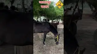 #horse #horseriding #animals #skyhorse #mohammadrais #youtubeshort #horsetrack
