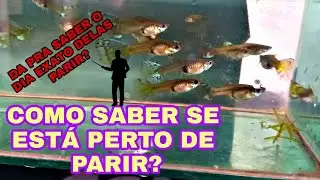 COMO SABER SE A GUPPY VAI CRIAR
