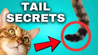 Cat Tail Language 🐈 Decode Your Cat's Mood