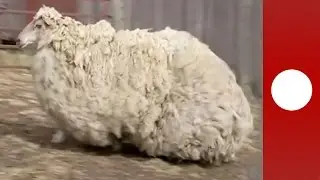 Feral sheep shorn after 6 yrs losing 21kg of wool