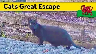 32. Cats Great Escape, Life & Death, Transparent Tea Pot | Living Alone in Wales (March 2024)