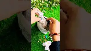 Oyster Mushroom 🍄 Spawn Unboxing ordered from Meesho #online #oysters #mushroom #meesho #unboxing