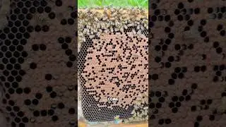 🐝🔍 Esploriamo la Covata Calcificata nelle Api! 🔍🐝 #api #perte #apicoltura