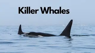 Orca (Killer Whales) in Port Elizabeth South Africa