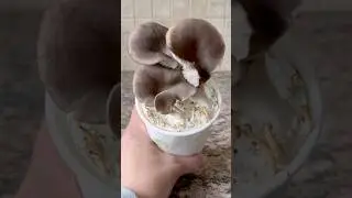 Growing Oyster Mushrooms in Coffee Grounds #oystermushroom #fungi #mushroom